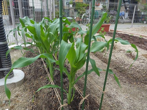 木楽里農園、成長＆拡大中！