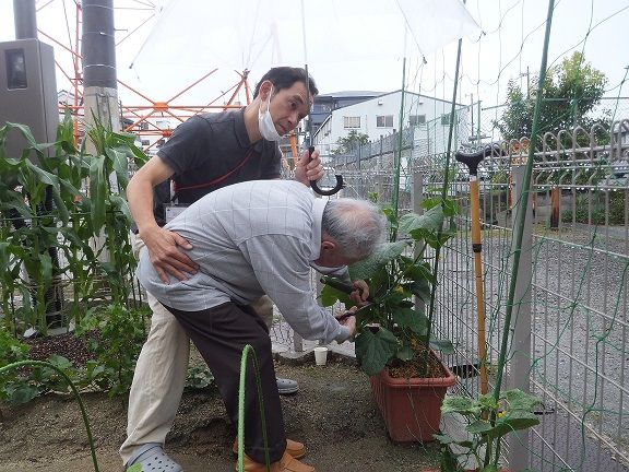 岡本様収穫