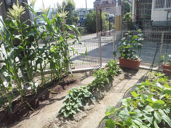 木楽里農園、感動の収穫！