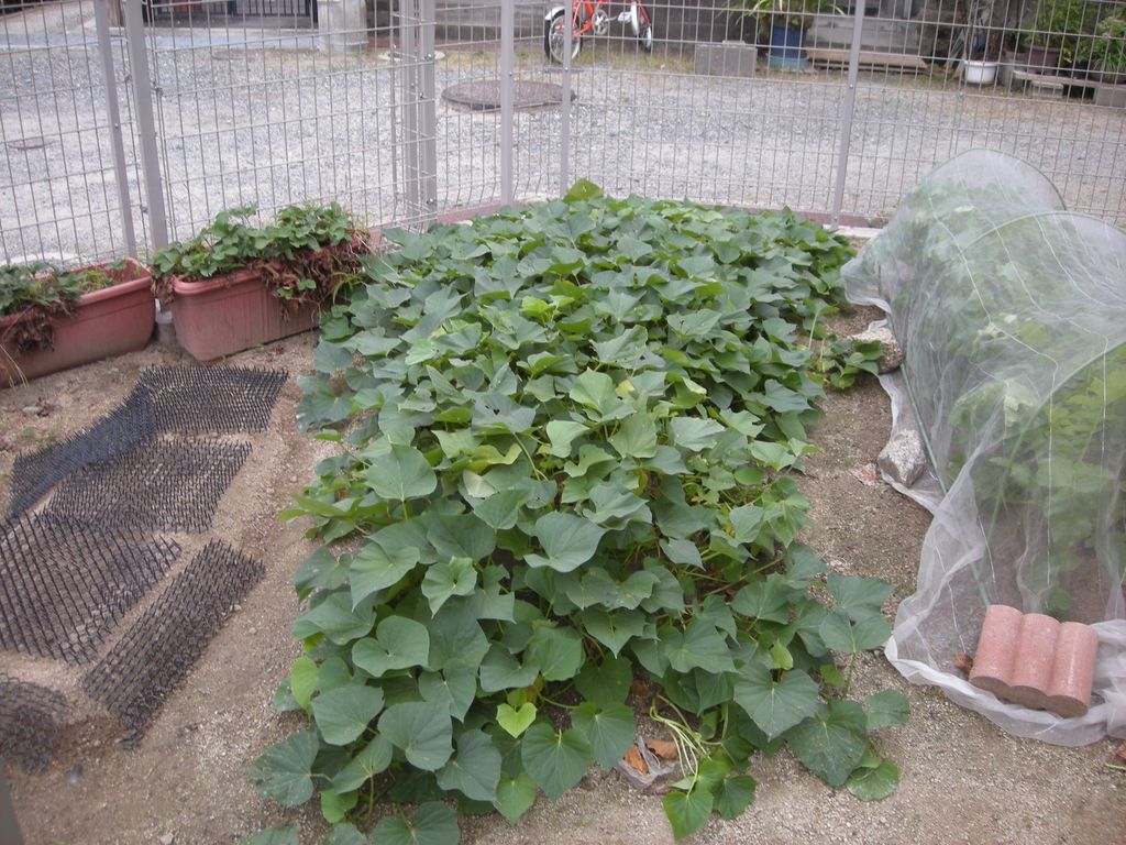木楽里農園☆