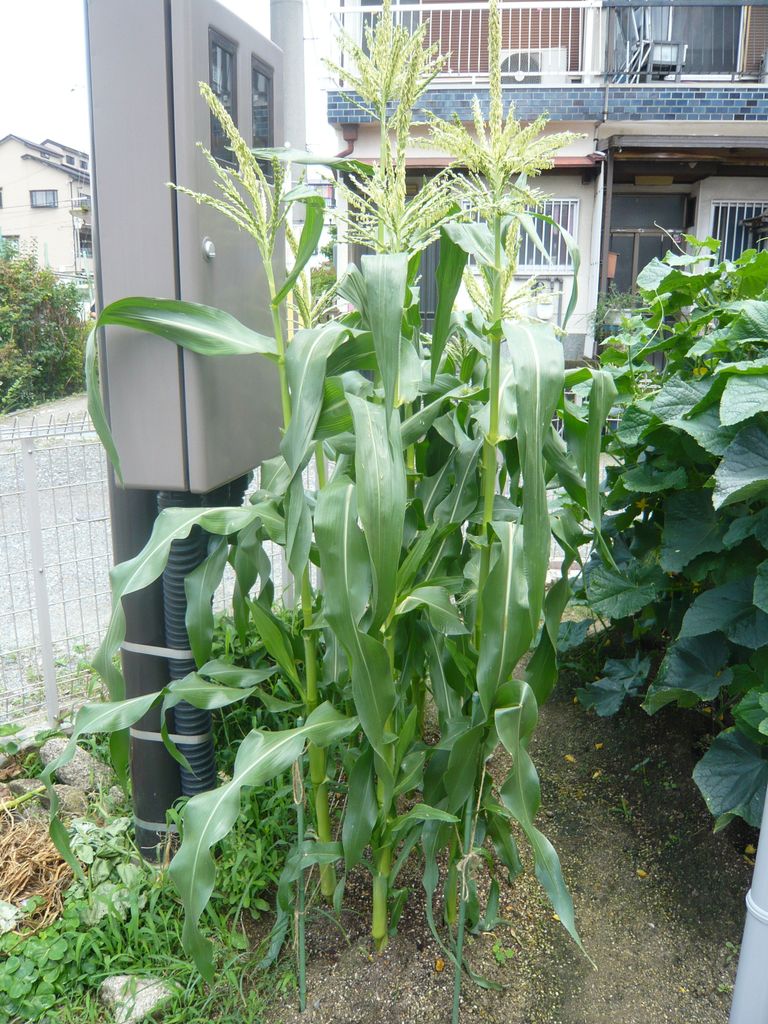 P1070596
