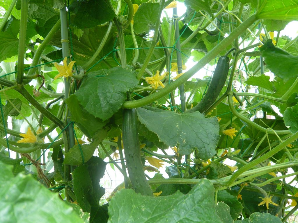 P1070598