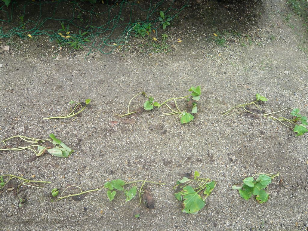 P1070600