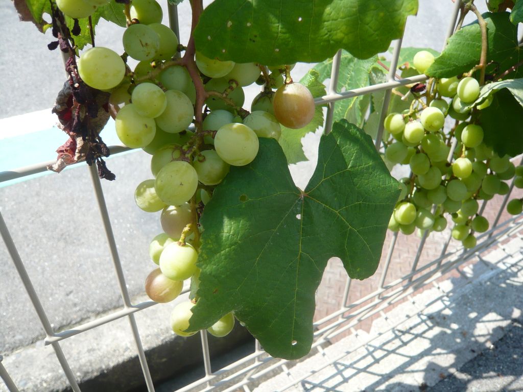 P1070873