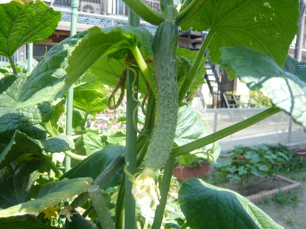P1070874