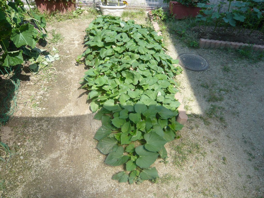 P1070876