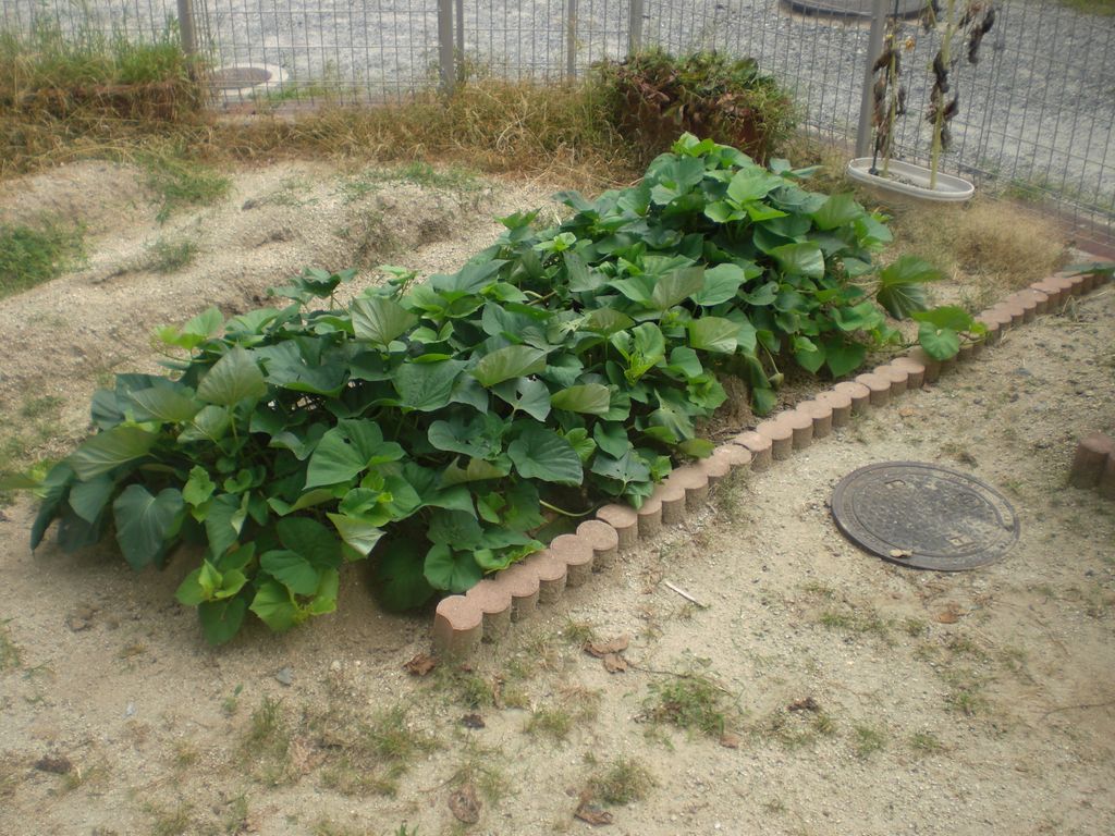 晩夏