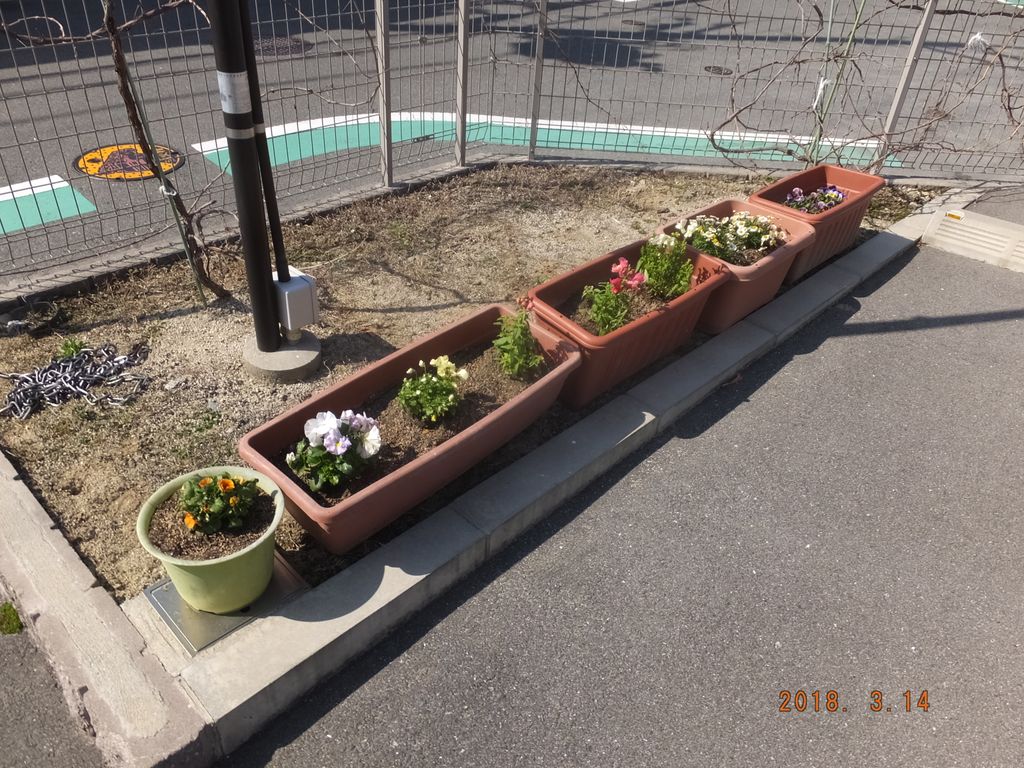 お花を植えてみました♪