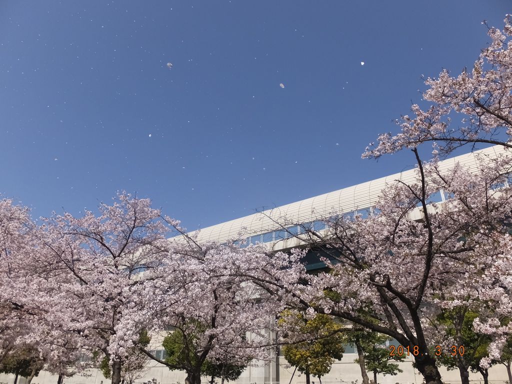 桜吹雪