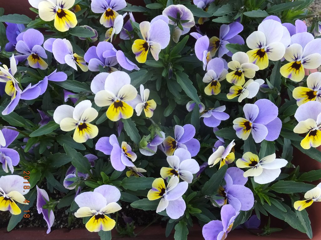DSCF9091