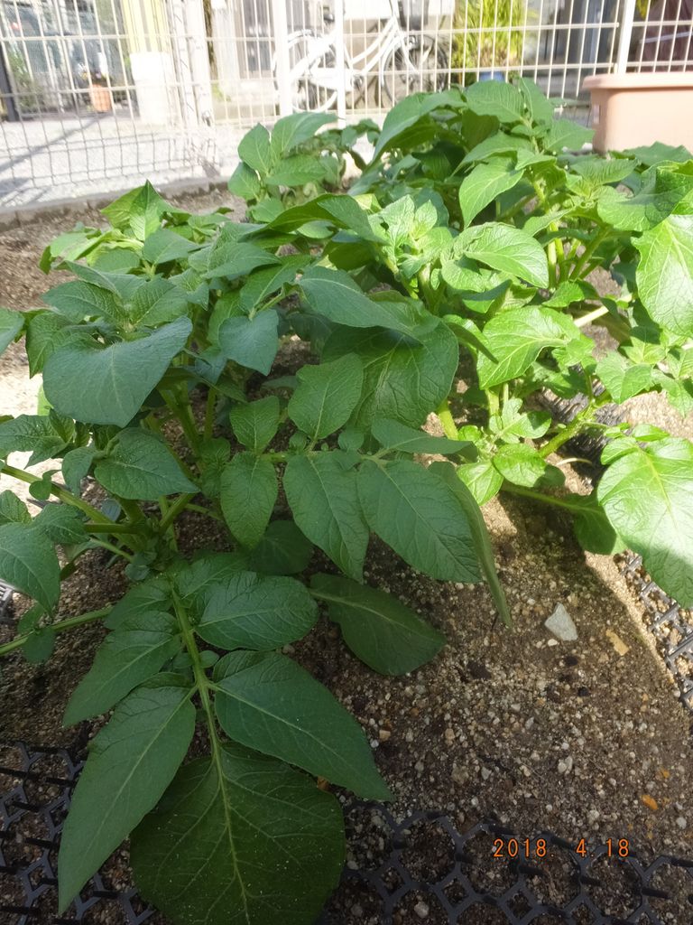 芽かき
